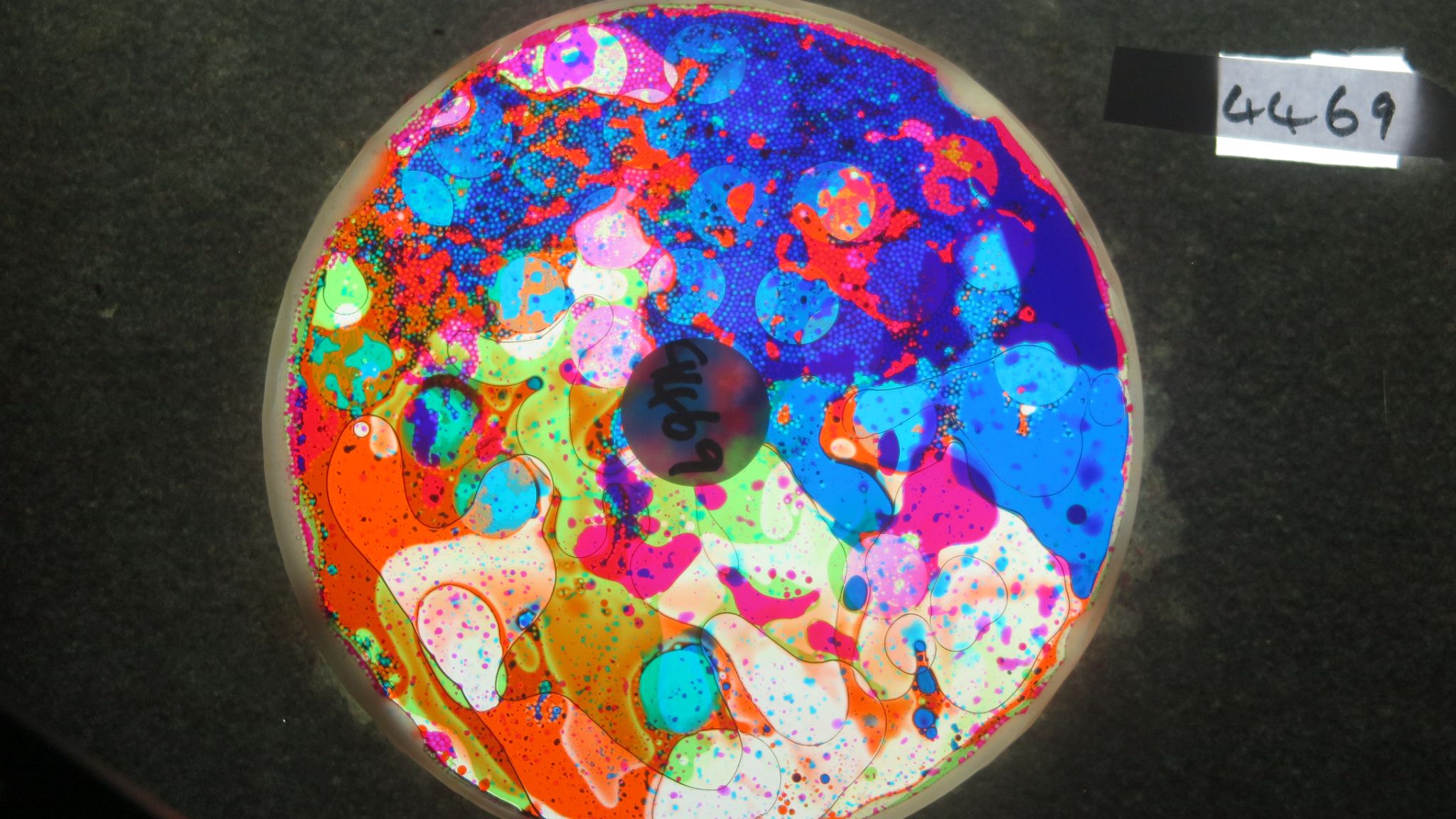 BV4469 bubble vision oil wheel